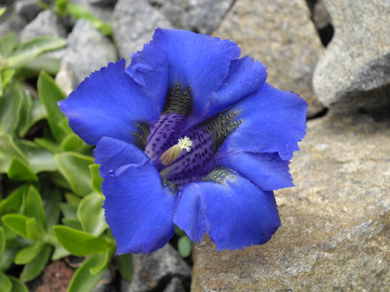 Gentiana acaulis 6